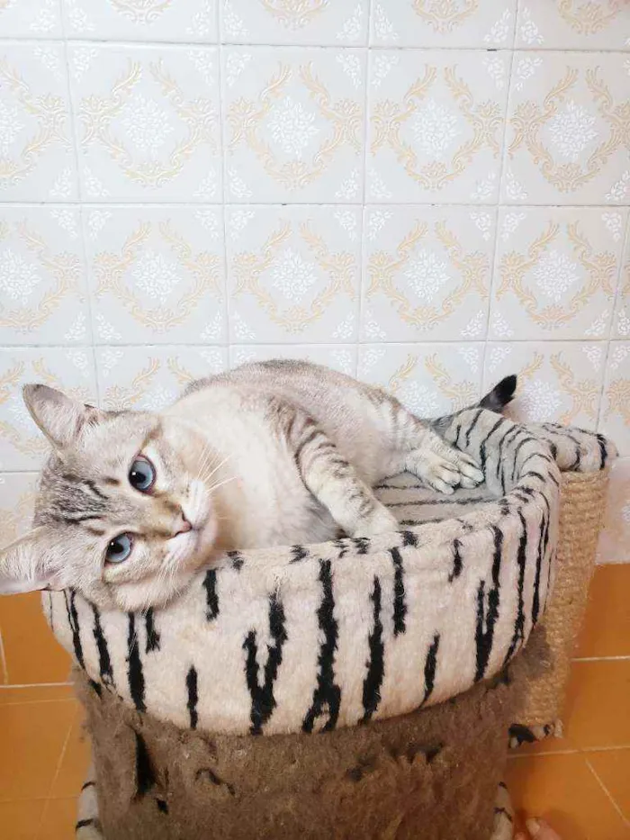 Gato ra a Srd idade 3 anos nome Romeu