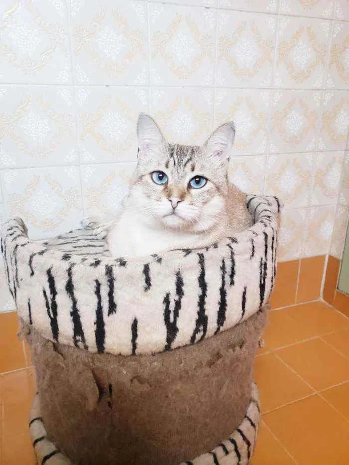 Gato ra a Srd idade 3 anos nome Romeu