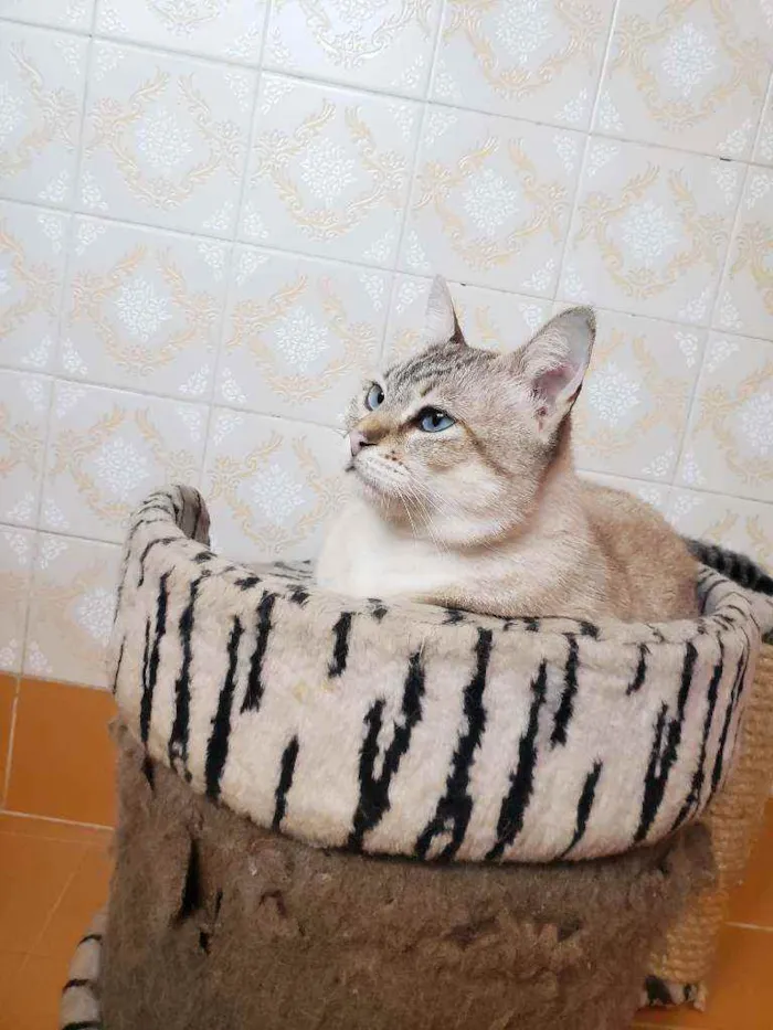 Gato ra a Srd idade 3 anos nome Romeu