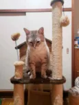Romeu