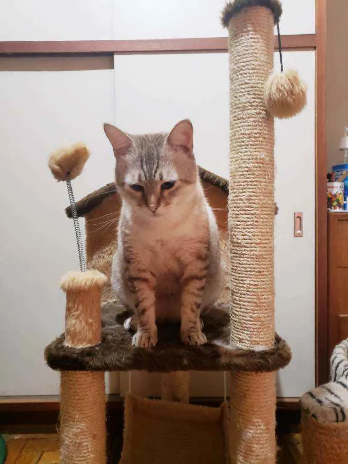 Gato ra a Srd idade 3 anos nome Romeu