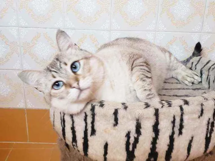 Gato ra a Srd idade 3 anos nome Romeu