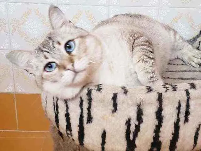 Gato ra a Srd idade 3 anos nome Romeu