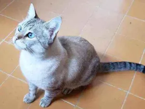 Gato raça Srd idade 3 anos nome Valentim