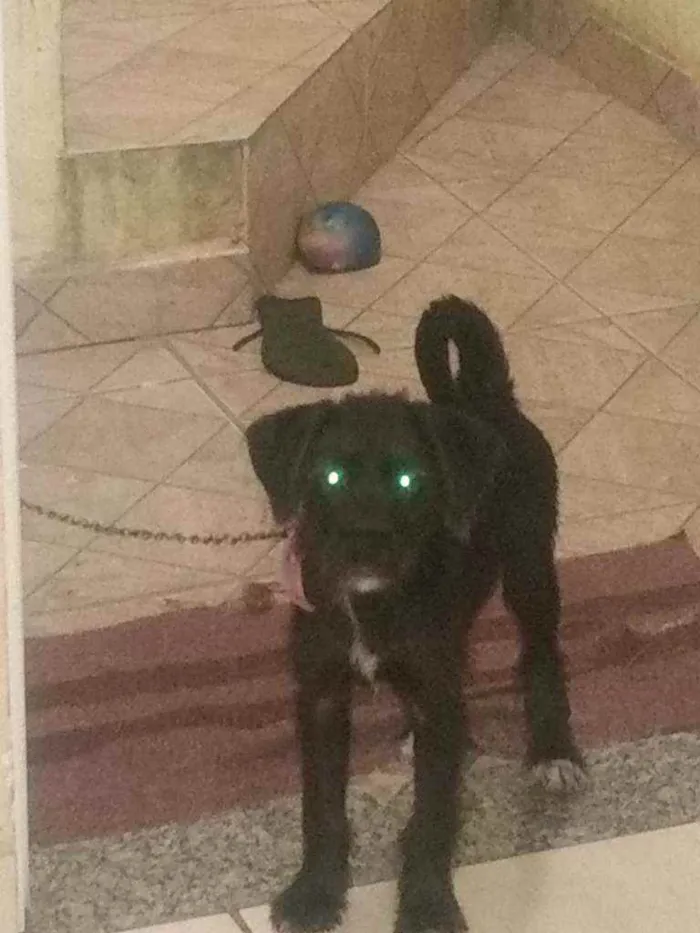 Cachorro ra a Labrador com podlle idade 2 a 6 meses nome Nina 