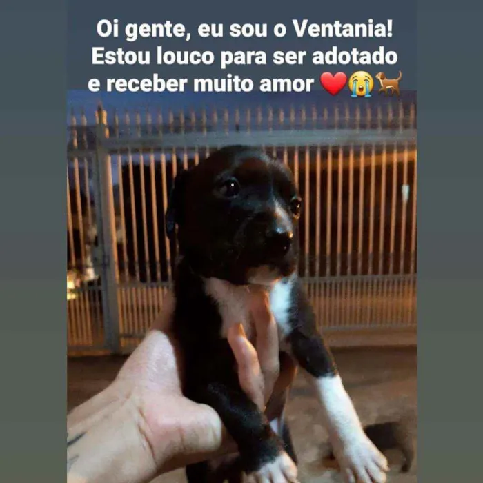 Cachorro ra a SRD idade Abaixo de 2 meses nome Vários filhotes