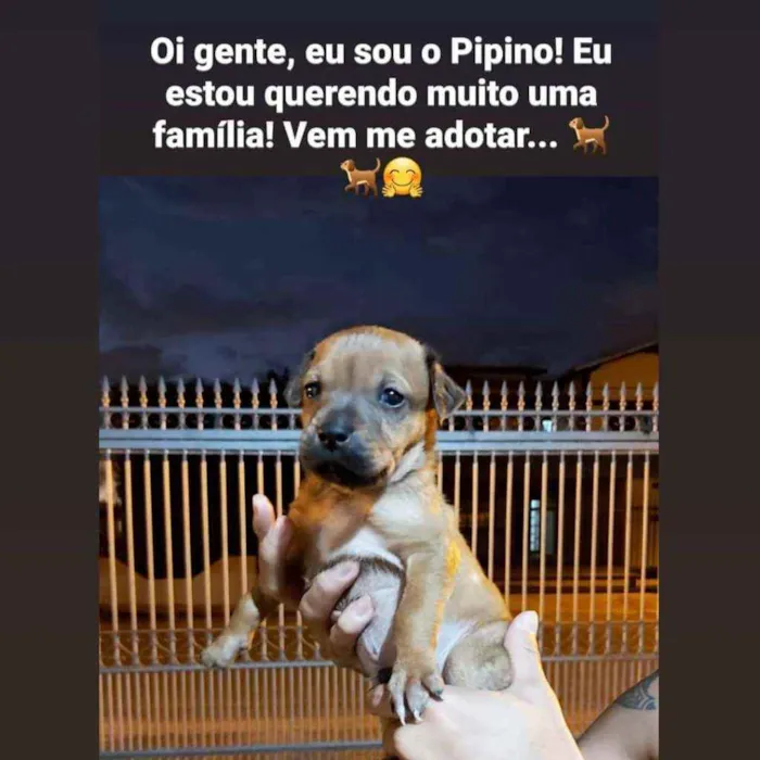 Cachorro ra a SRD idade Abaixo de 2 meses nome Vários filhotes