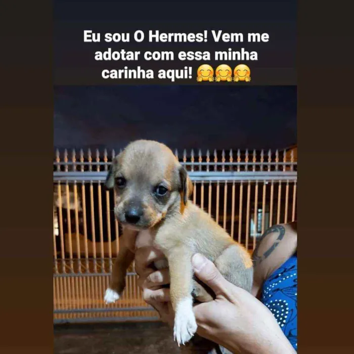 Cachorro ra a SRD idade Abaixo de 2 meses nome Vários filhotes