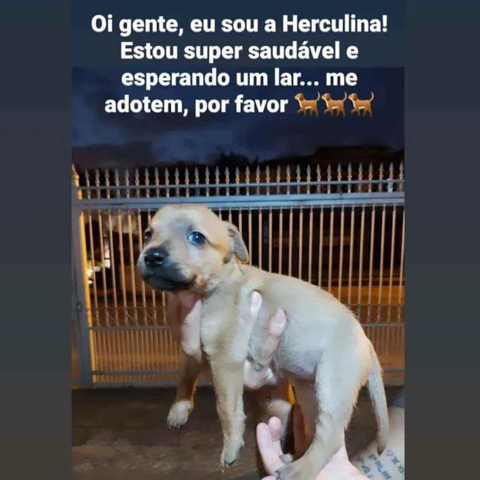 Cachorro ra a SRD idade Abaixo de 2 meses nome Vários filhotes