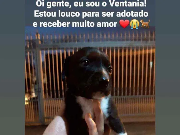 Cachorro ra a SRD idade Abaixo de 2 meses nome Vários filhotes