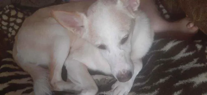 Cachorro ra a Vira lata idade 1 ano nome Barth e kiara