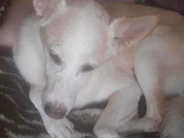 Cachorro ra a Vira lata idade 1 ano nome Barth e kiara