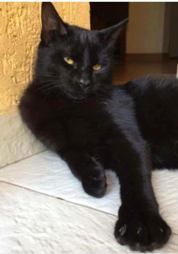 Gato ra a Mestiço  idade 2 anos nome Nina