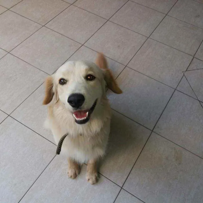 Cachorro raça Não definida idade 1 ano nome Luke