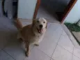 Luke