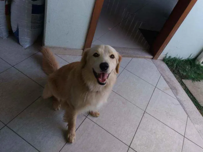 Cachorro raça Não definida idade 1 ano nome Luke
