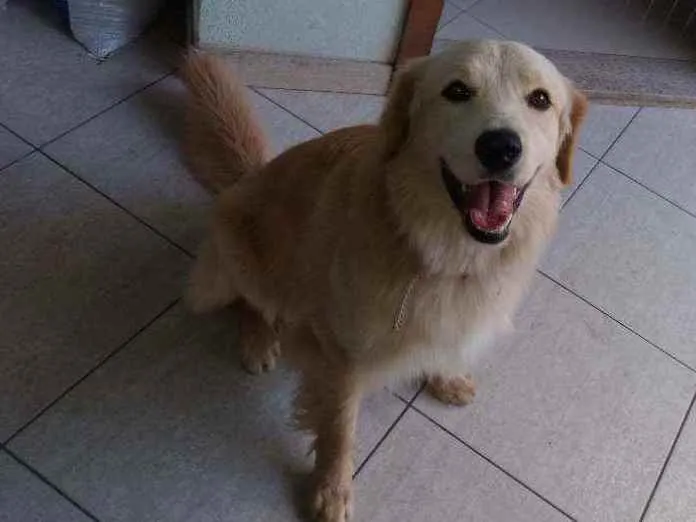 Cachorro raça Não definida idade 1 ano nome Luke