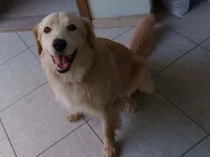 Cachorro raça Não definida idade 1 ano nome Luke