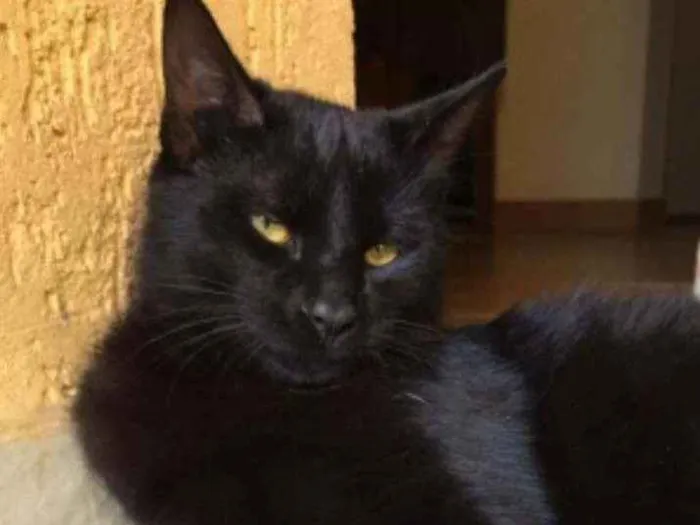 Gato ra a Mestiço  idade 2 anos nome Nina