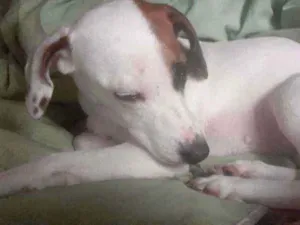 Cachorro raça Vira lata idade 1 ano nome Barth e kiara