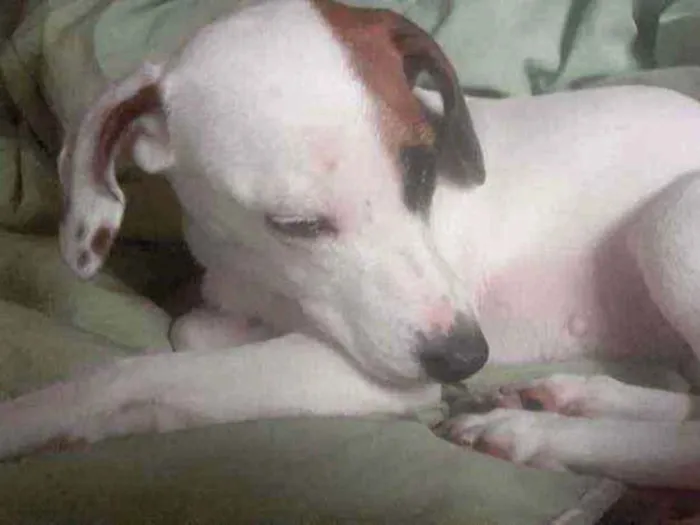 Cachorro ra a Vira lata idade 1 ano nome Barth e kiara