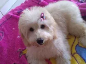 Cachorro raça Poodle  idade 7 a 11 meses nome Mel 