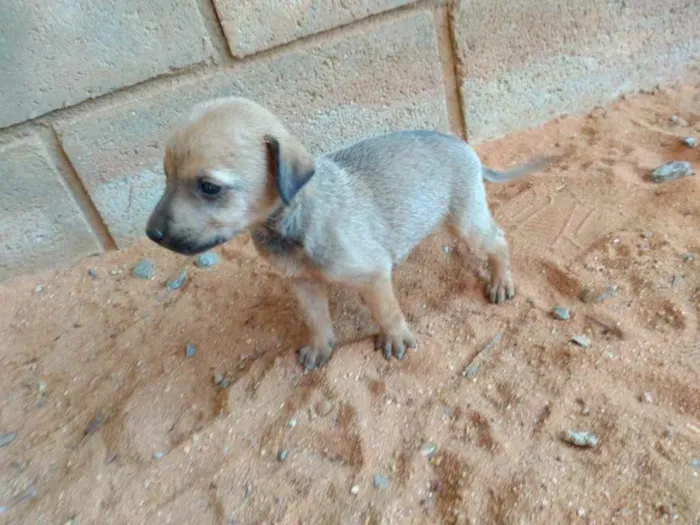 Cachorro ra a raça indefinida  idade Abaixo de 2 meses nome pretinhos 