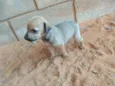 pretinhos