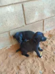 pretinhos
