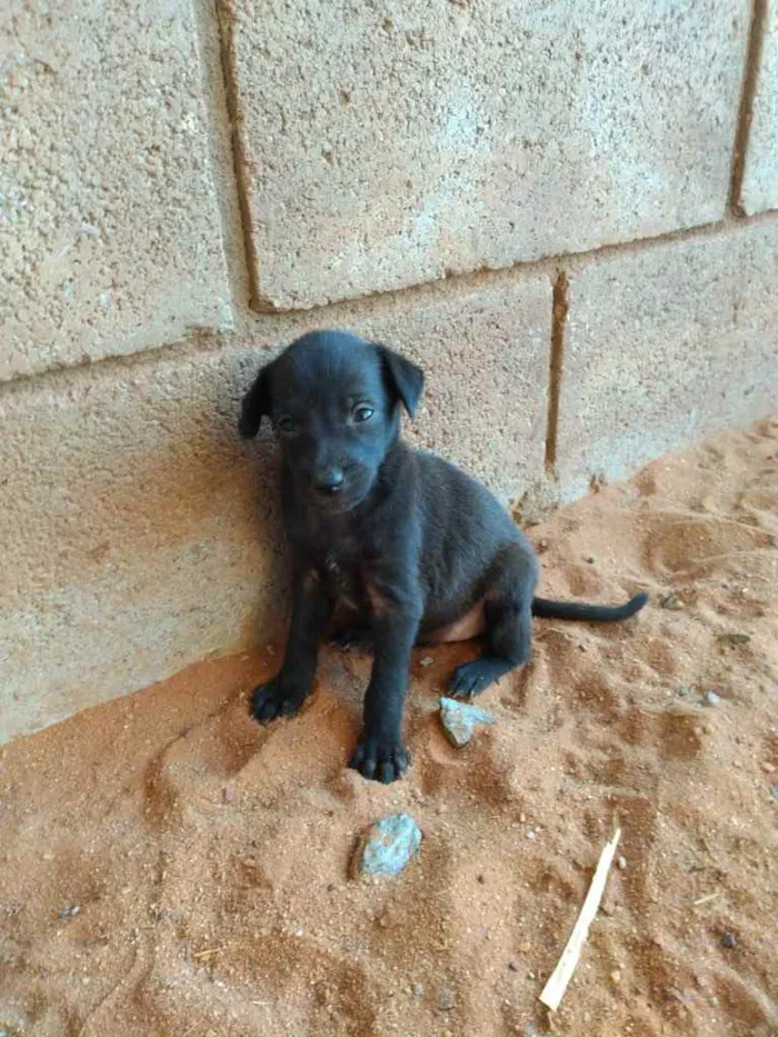 Cachorro ra a raça indefinida  idade Abaixo de 2 meses nome pretinhos 