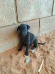 pretinhos