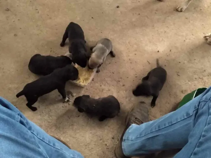 Cachorro ra a raça indefinida  idade Abaixo de 2 meses nome pretinhos 
