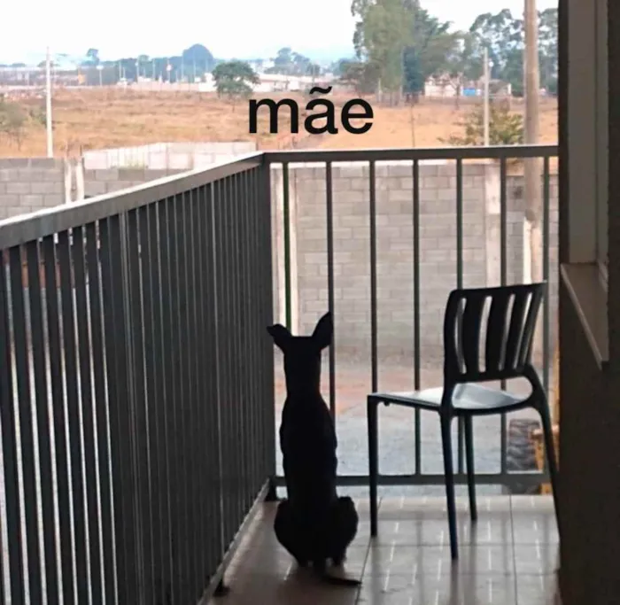 Cachorro ra a raça indefinida  idade Abaixo de 2 meses nome pretinhos 