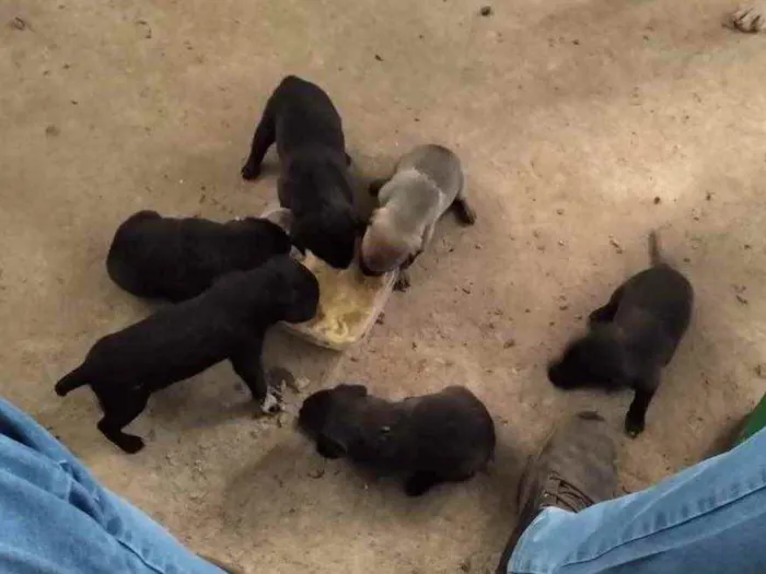 Cachorro ra a raça indefinida  idade Abaixo de 2 meses nome pretinhos 