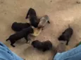 pretinhos