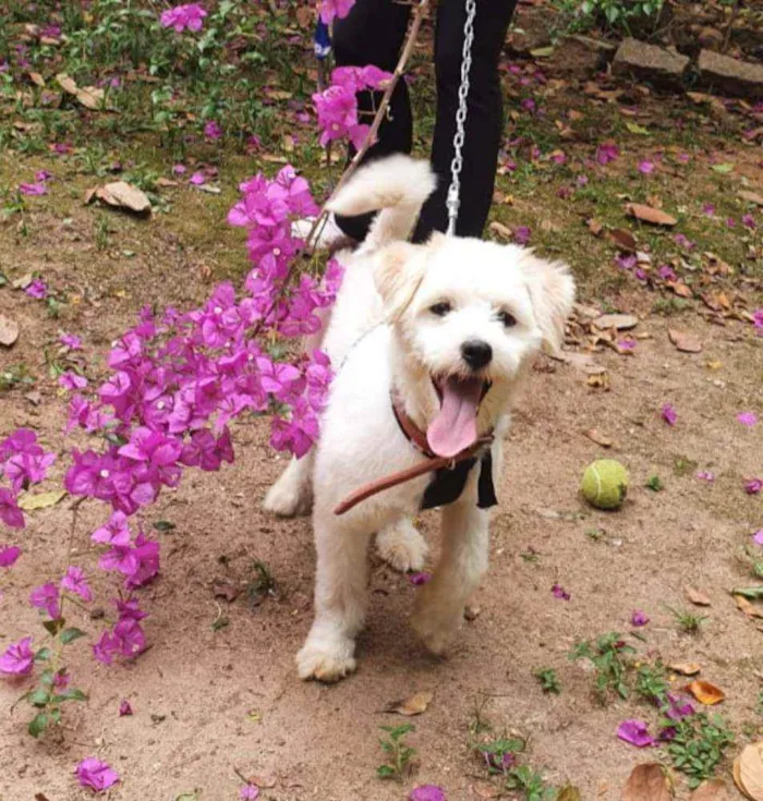 Cachorro ra a Sem raça definida  idade 7 a 11 meses nome Branquinho