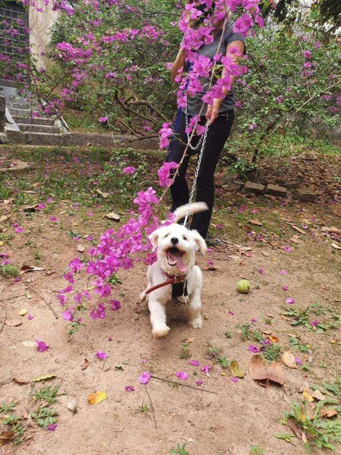 Cachorro ra a Sem raça definida  idade 7 a 11 meses nome Branquinho