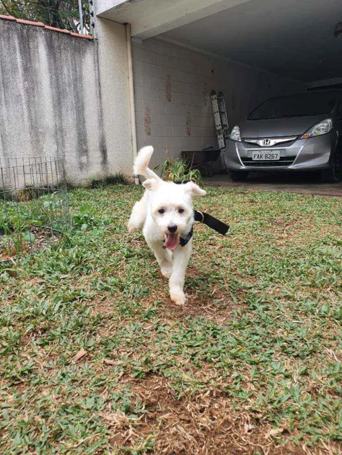 Cachorro ra a Sem raça definida  idade 7 a 11 meses nome Branquinho