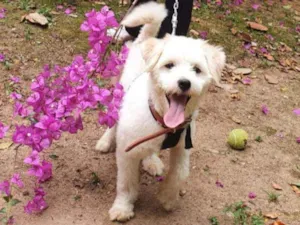 Cachorro raça Sem raça definida  idade 7 a 11 meses nome Branquinho 
