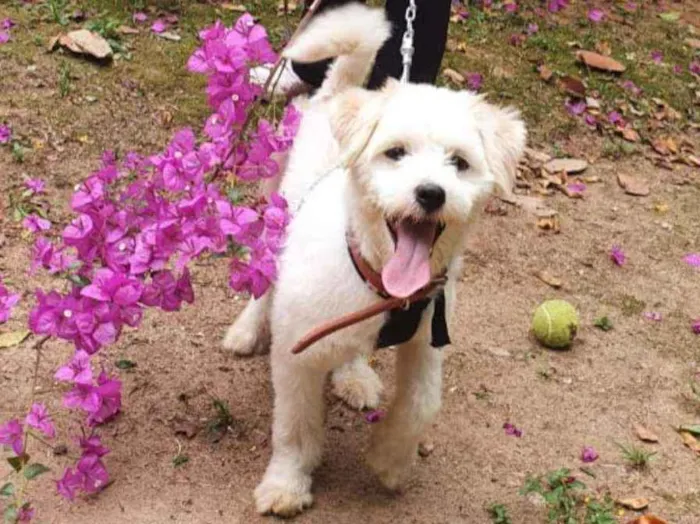 Cachorro ra a Sem raça definida  idade 7 a 11 meses nome Branquinho