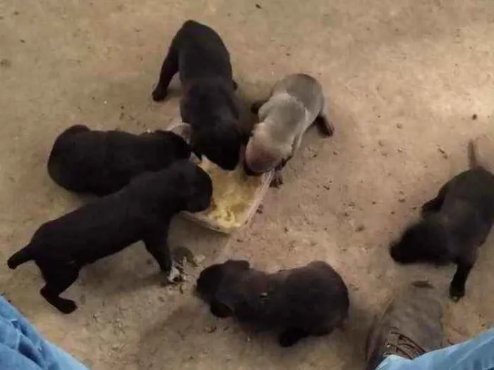 Cachorro ra a raça indefinida  idade Abaixo de 2 meses nome pretinhos 
