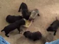 pretinhos