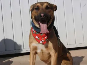 Cachorro raça SRD-ViraLata idade 1 ano nome Bobito
