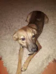 Chiquinha
