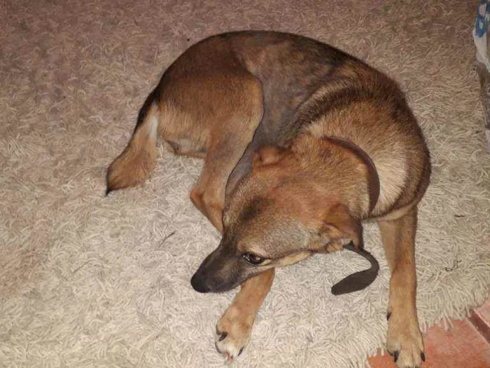 Cachorro ra a  idade 7 a 11 meses nome Chiquinha