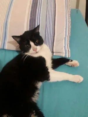 Gato raça  idade  nome Xaropinho 