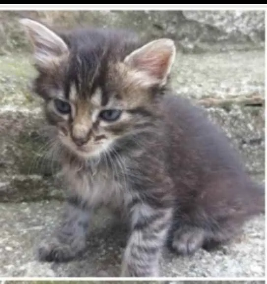 Gato ra a PCB idade Abaixo de 2 meses nome Bebês 