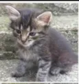 Bebês