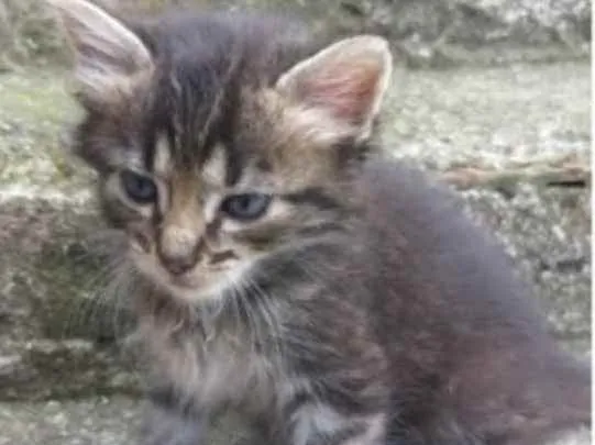Gato ra a PCB idade Abaixo de 2 meses nome Bebês 