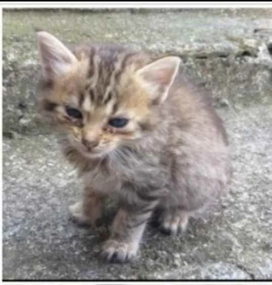 Gato ra a PCB idade Abaixo de 2 meses nome Bebês 